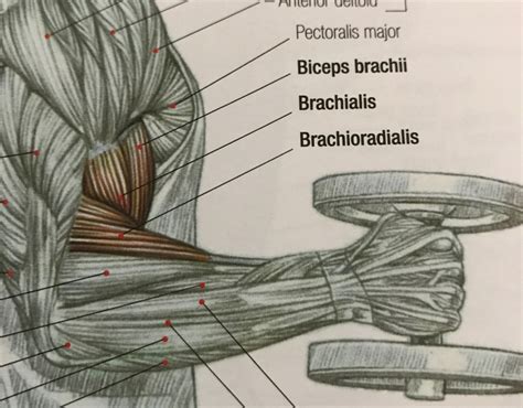 what muscles do you use when you arm wrestle|You Probably Didnt Know All The Muscles Used In Armwrestling